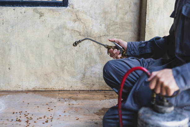Best Local Pest Control Services  in Clifton, CO